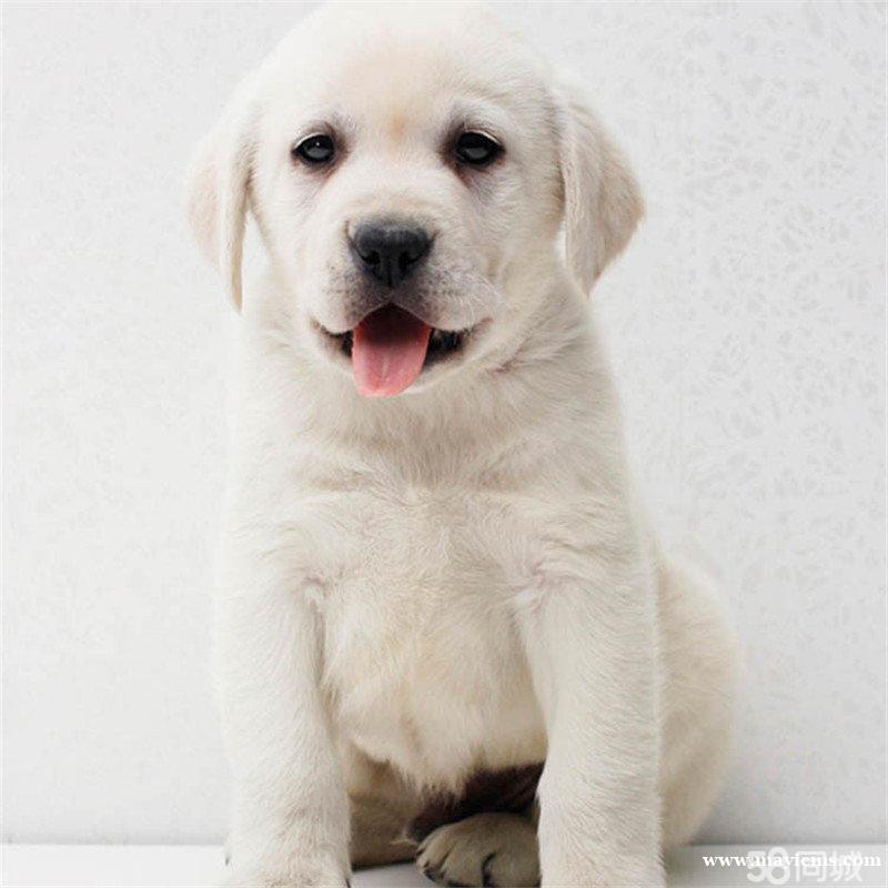 出售纯种拉布拉多幼犬神犬小七寻回犬导盲犬同款包养活 出售纯种拉布拉多幼犬神犬小七寻回犬导盲犬同款包养活