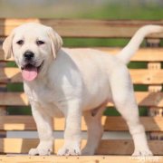 出售纯种拉布拉多幼犬神犬小七寻回犬导盲犬同款包养活 出售纯种拉布拉多幼犬神犬小七寻回犬导盲犬同款包养活